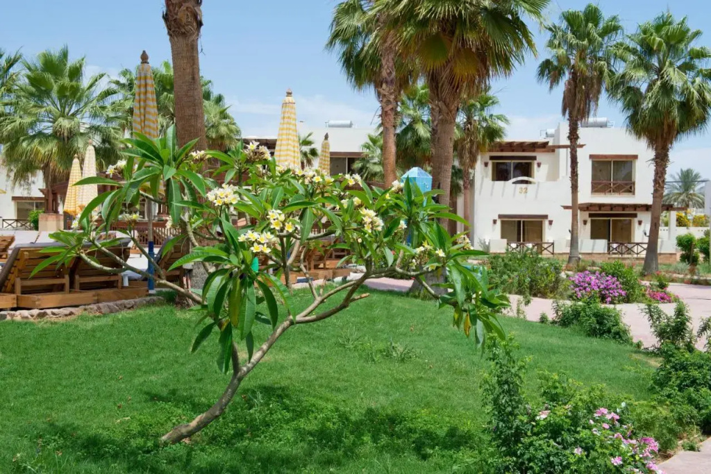 Amphoras Aqua Hotel, Хадаба, Єгипет мініатюра 15