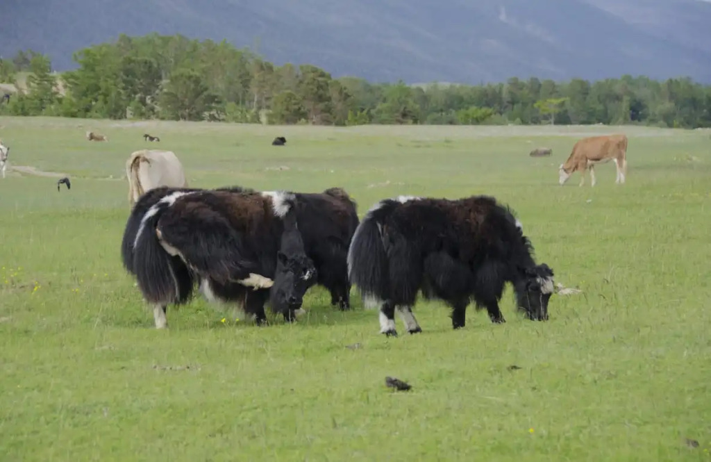 Гостевой дом Мухтуя - фото 6