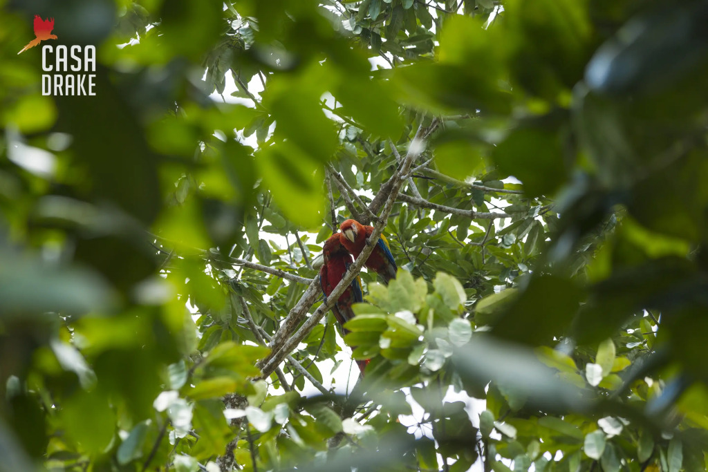 Отель Casa Drake Lodge - фото 29