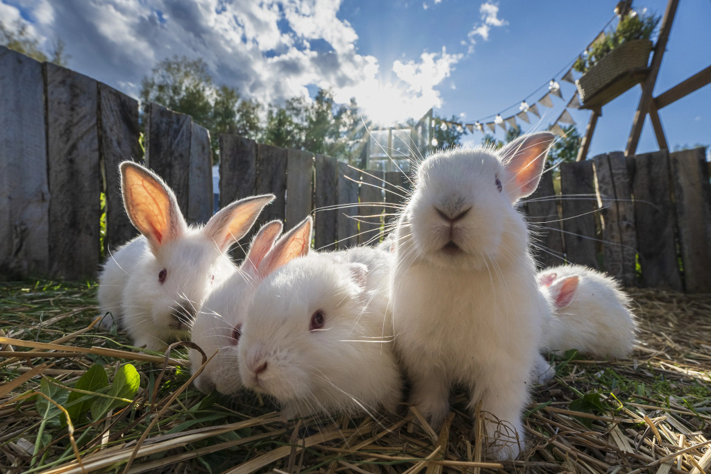 Загородный отель New Riga Village - фото 18