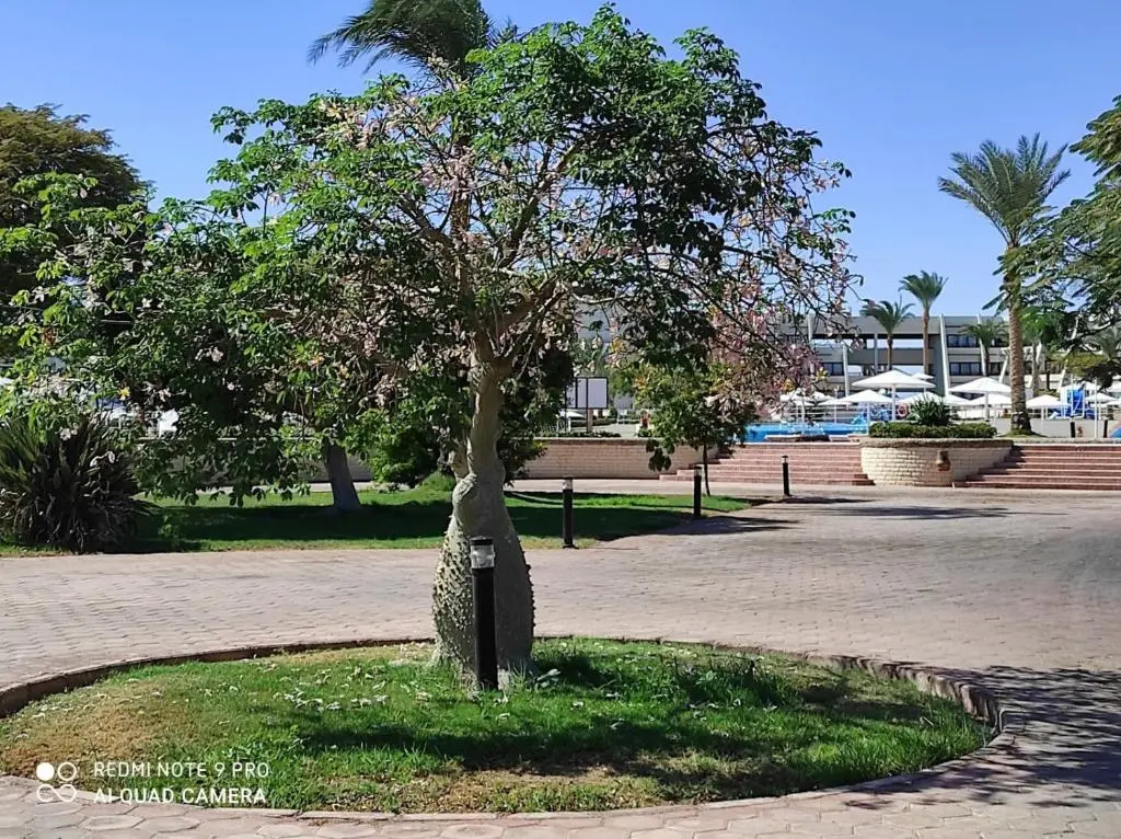 Pharaoh Azur Resort, Хургада, Єгипет мініатюра 50