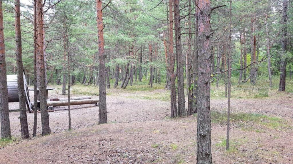 Wind Hunters Station Ленинградская область, Сосновый Бор. Сосновый Бор серф. Вертикаль Сосновый Бор. Кемпинг Сосновый Бор Песчаное. Сосновый бор ленинградская 5