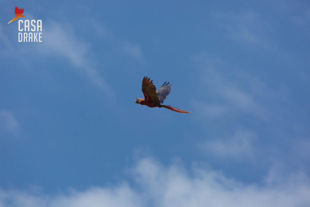 Отель Casa Drake Lodge - фото 18