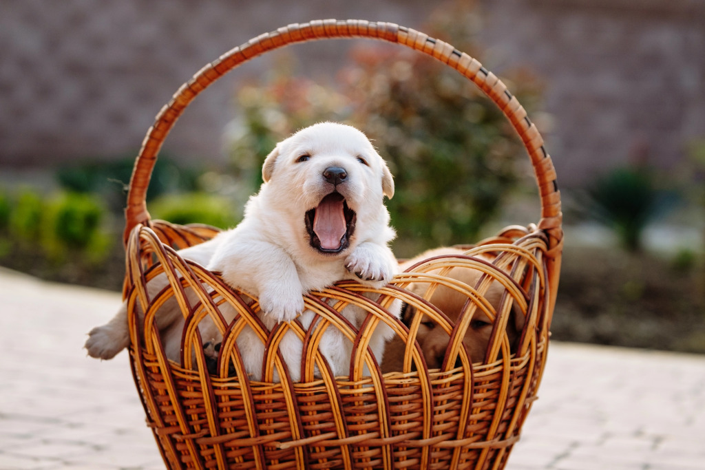 Гостевой Дом Шато Блан - фото 26