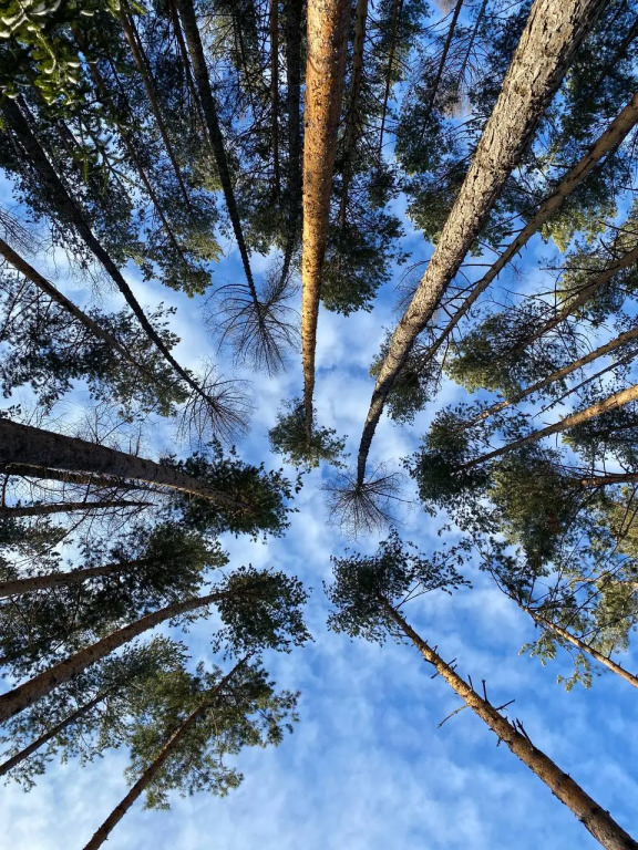 Гостевой дом Ёлки да Сосны - фото 2