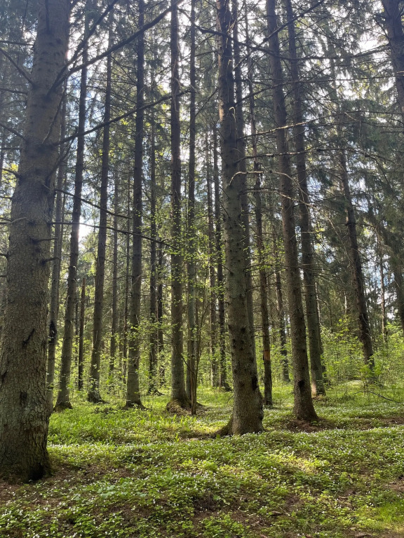 Квартира Семейная в Сосновом Лесу - фото 28