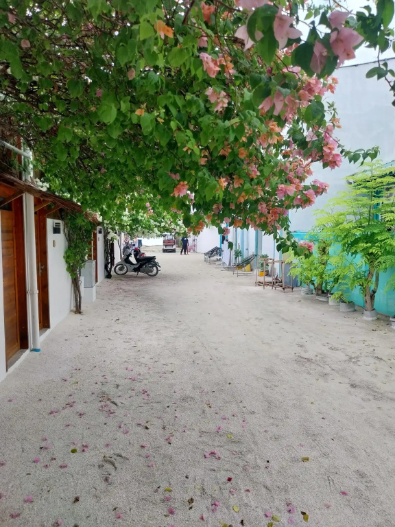 Island Serenity Guest house Dhiffushi — о. Діффуші, Мальдіви мініатюра 20