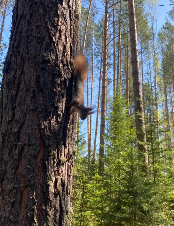 Гостевой дом Ёлки да Сосны - фото 6