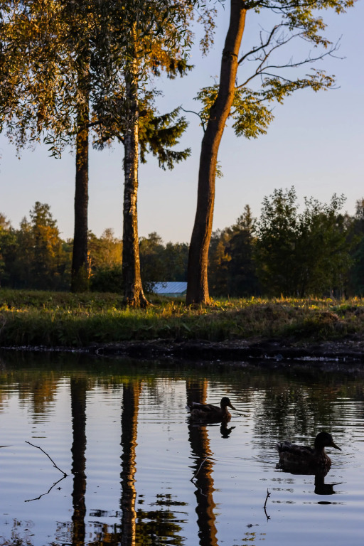 Golden Hotel - фото 11