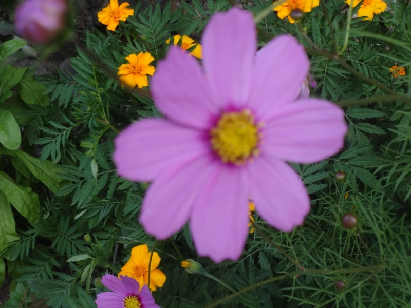 Гостевой дом B&B Ирис - фото 11