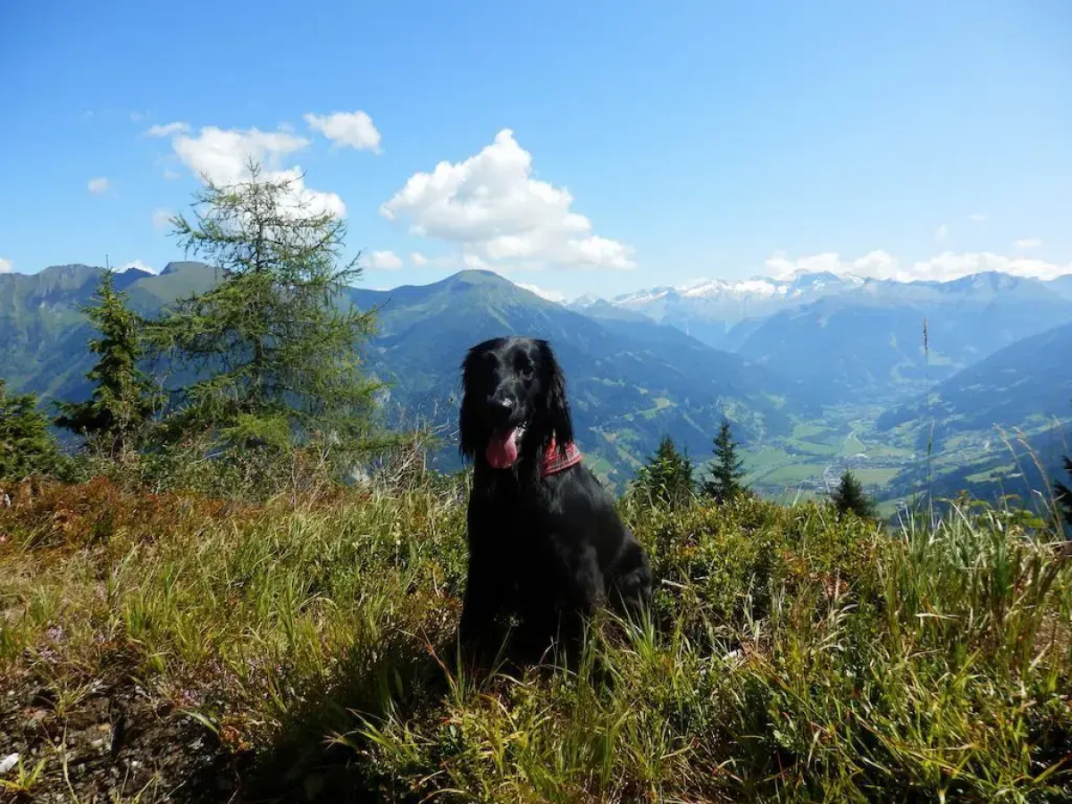 Appartementhaus Winkler