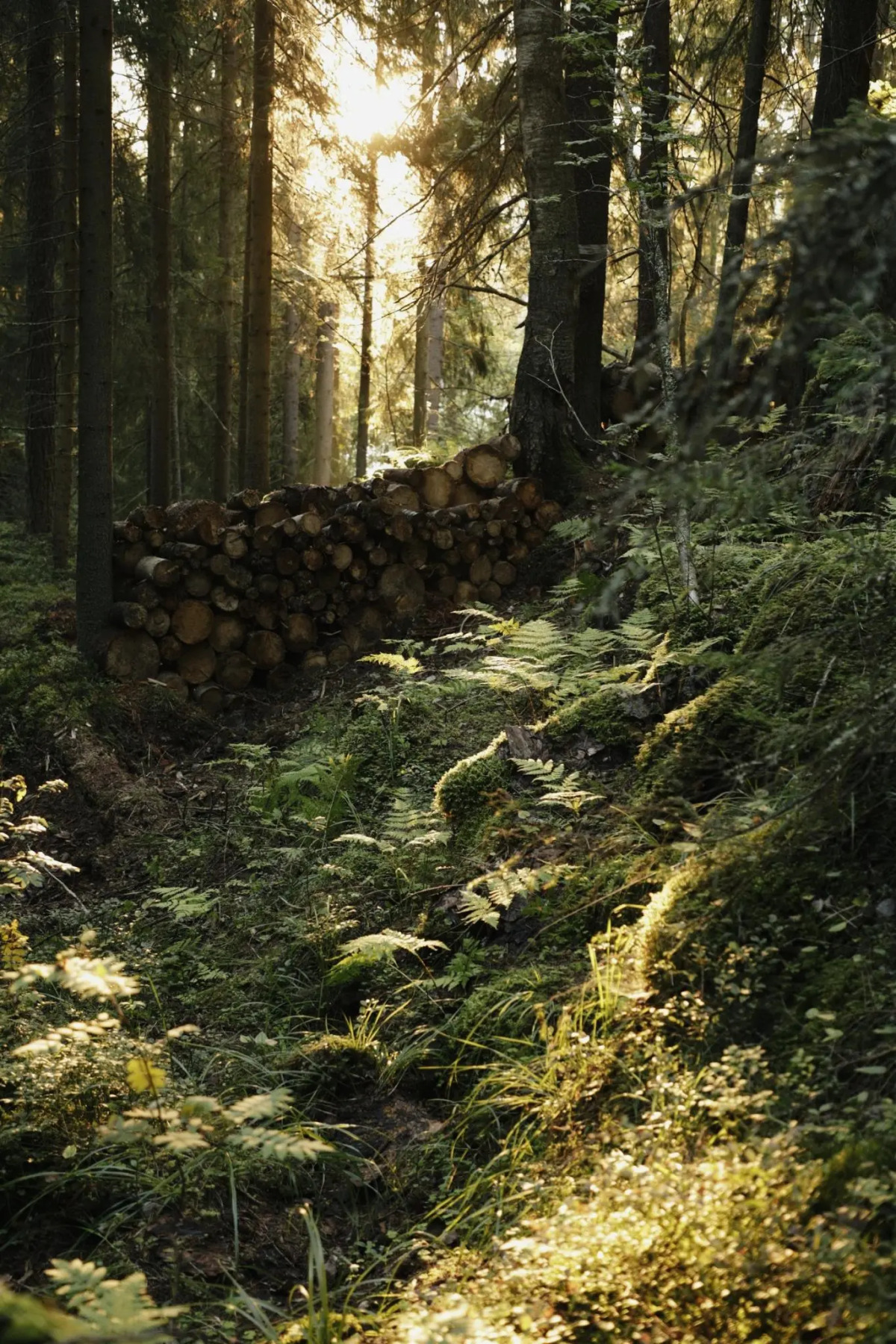 Вили Улей Карелия