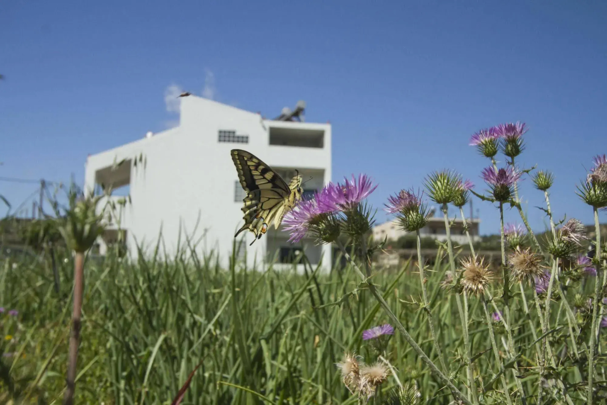 Olive Tree Apartments