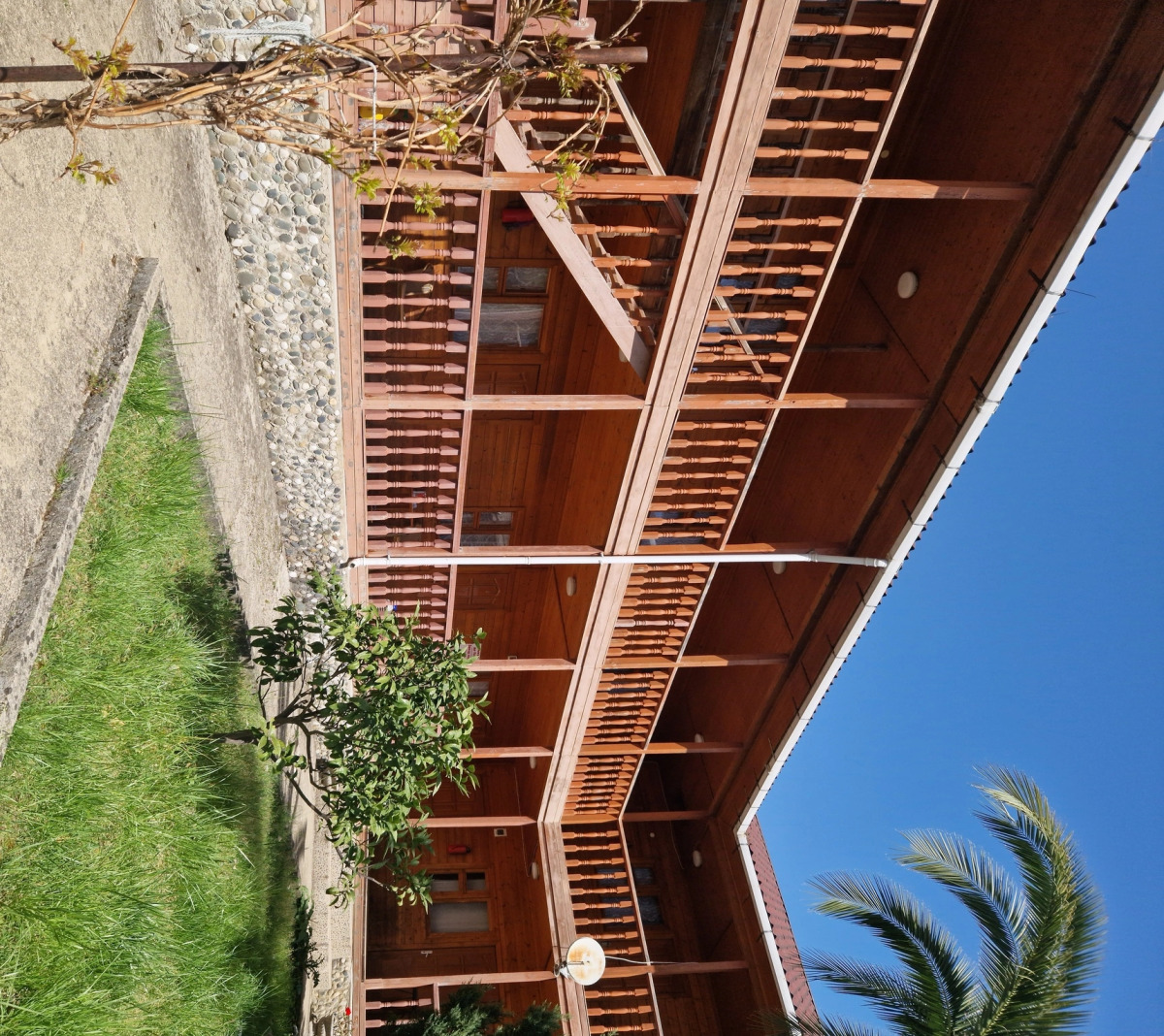 Мандарин Новый Афон