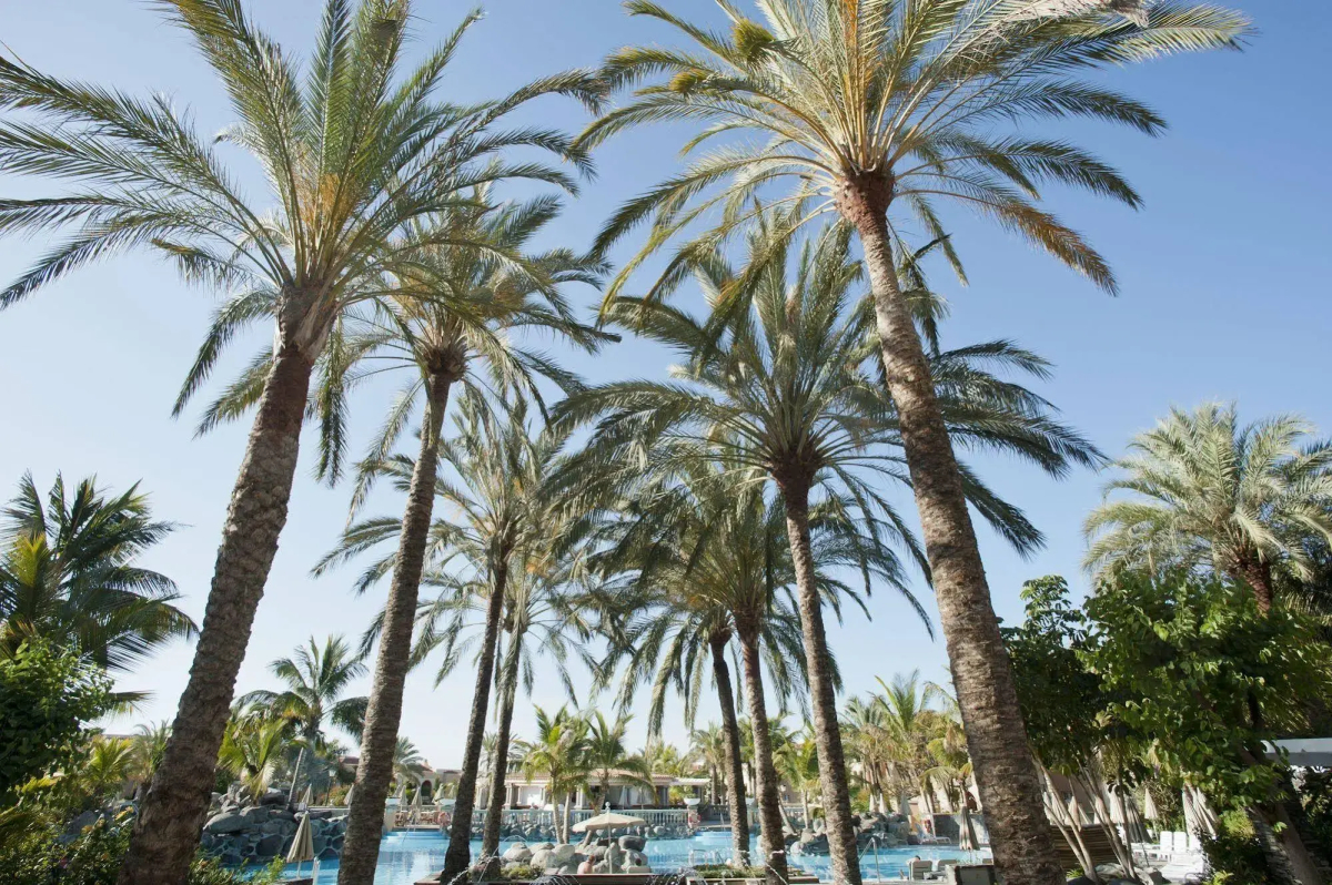 Palm Oasis Maspalomas