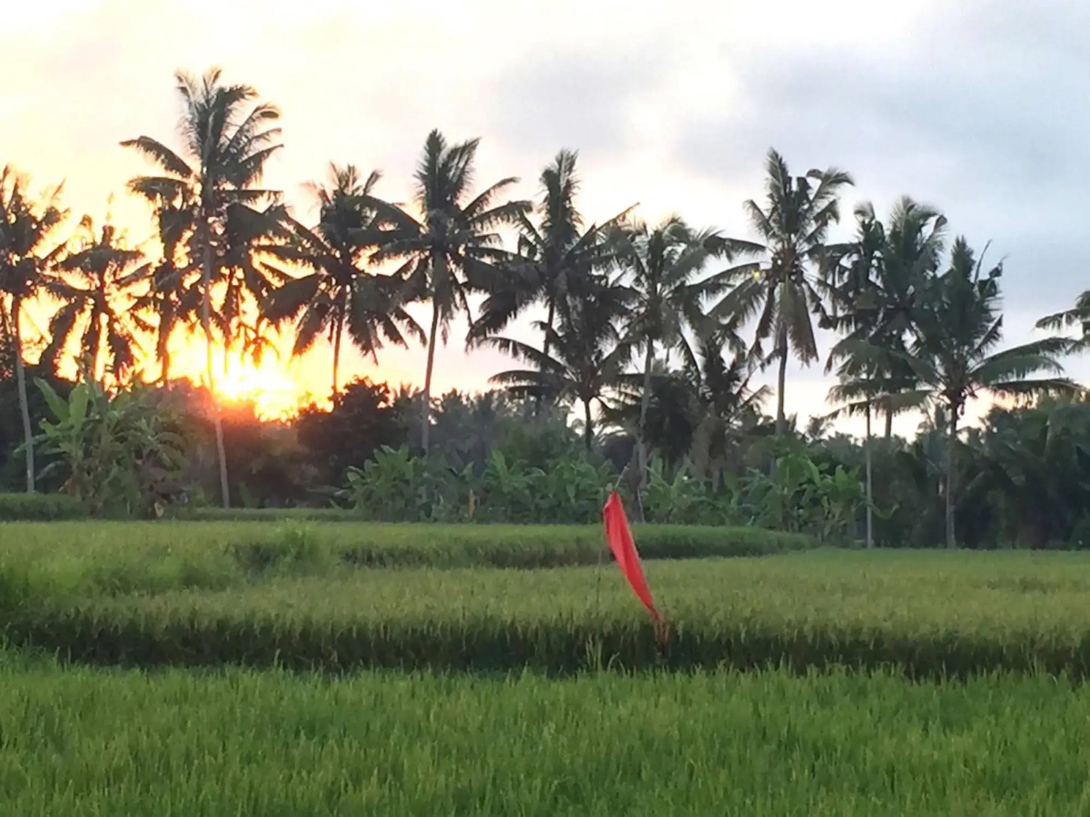 Collection O Ubud Near Central Ubud Formerly Hotel Suly