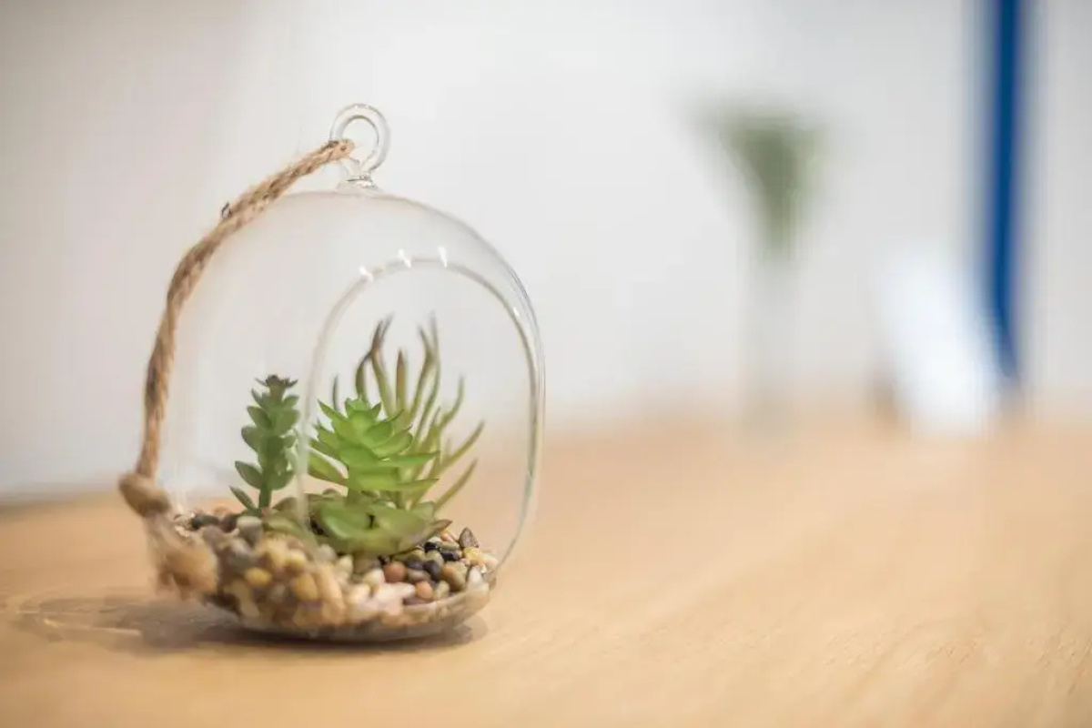 The Asprogeraka