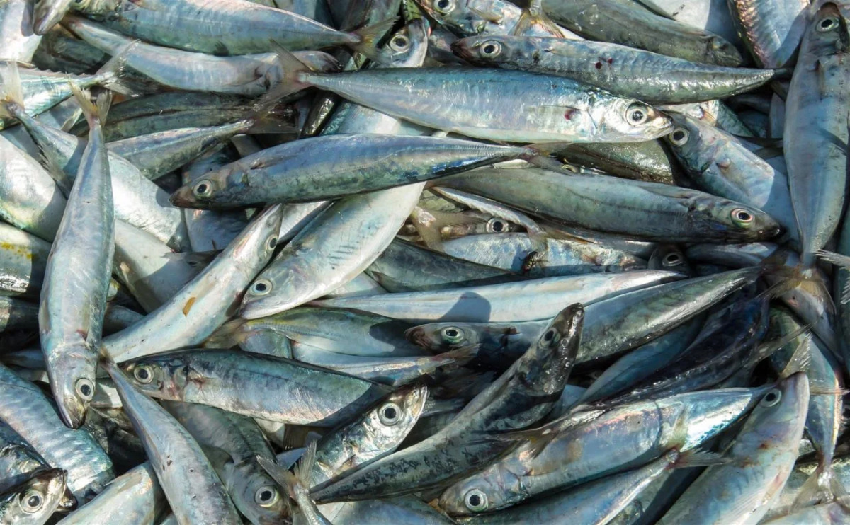 Surya Kencana Seaside Hotel