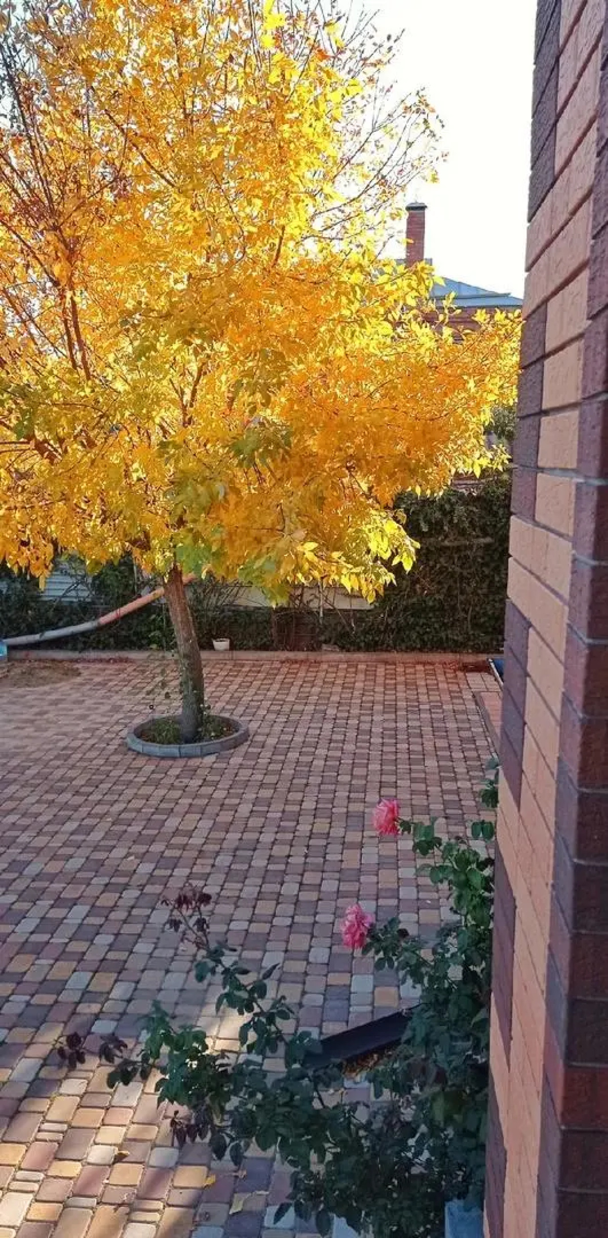 Mini-hotel Rose of Eysk