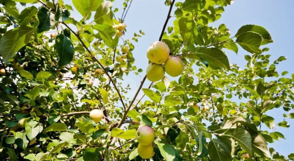 Ручьи у Дачи