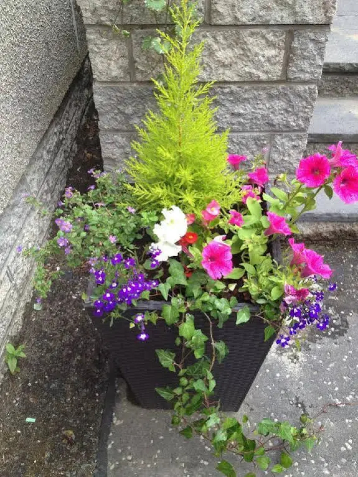 Rosehill Guest House