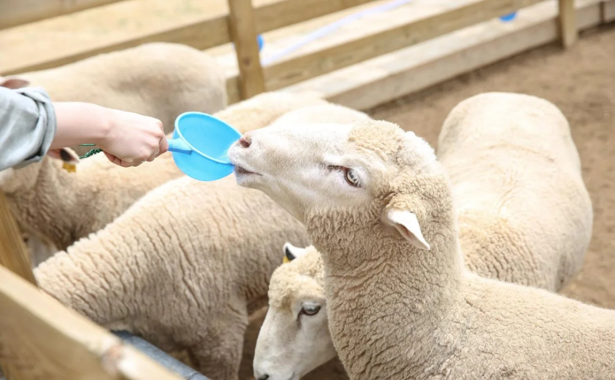 Ramada Hotel & Suites by Wyndham Gangwon Pyeongchang