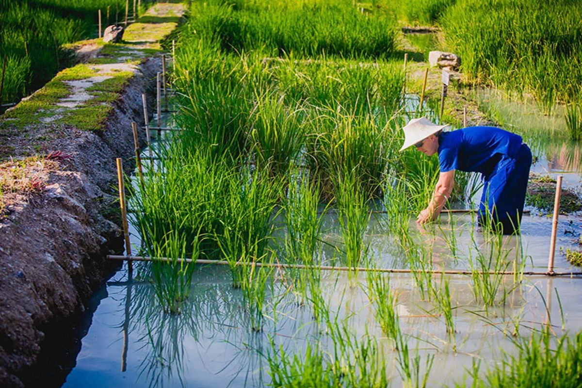 Farmer's Boutique Resort