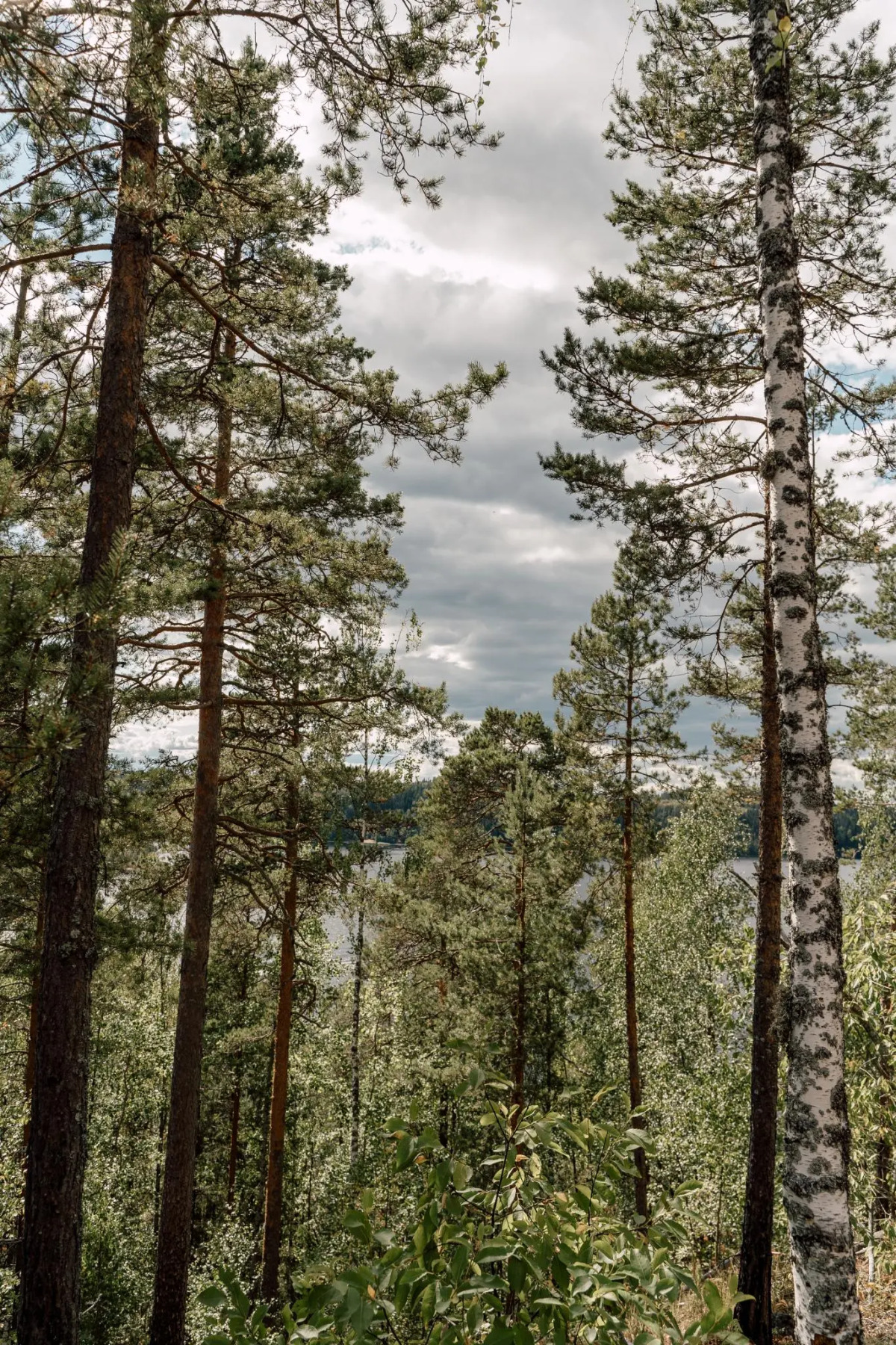 Вили Улей Карелия