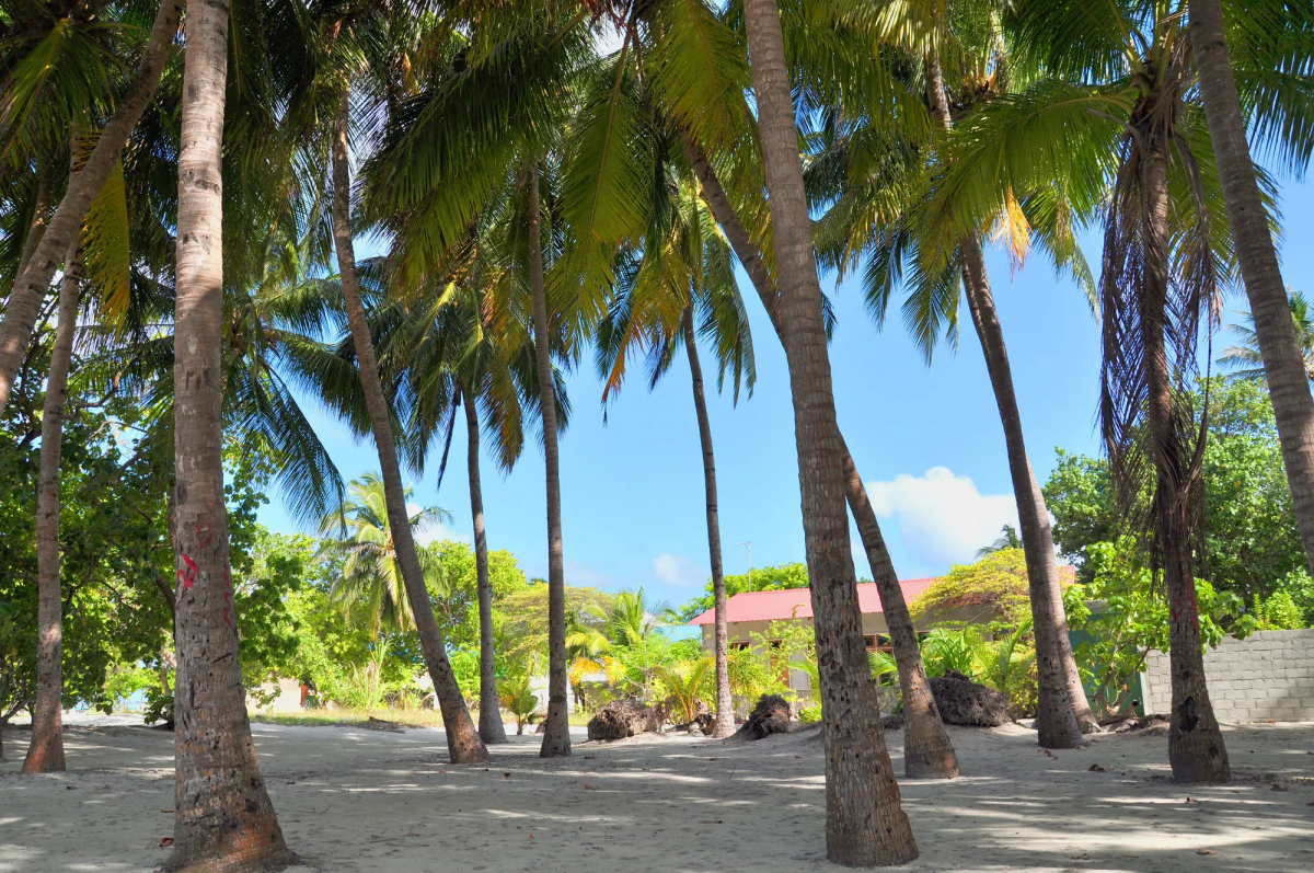 Rashu Hiyaa