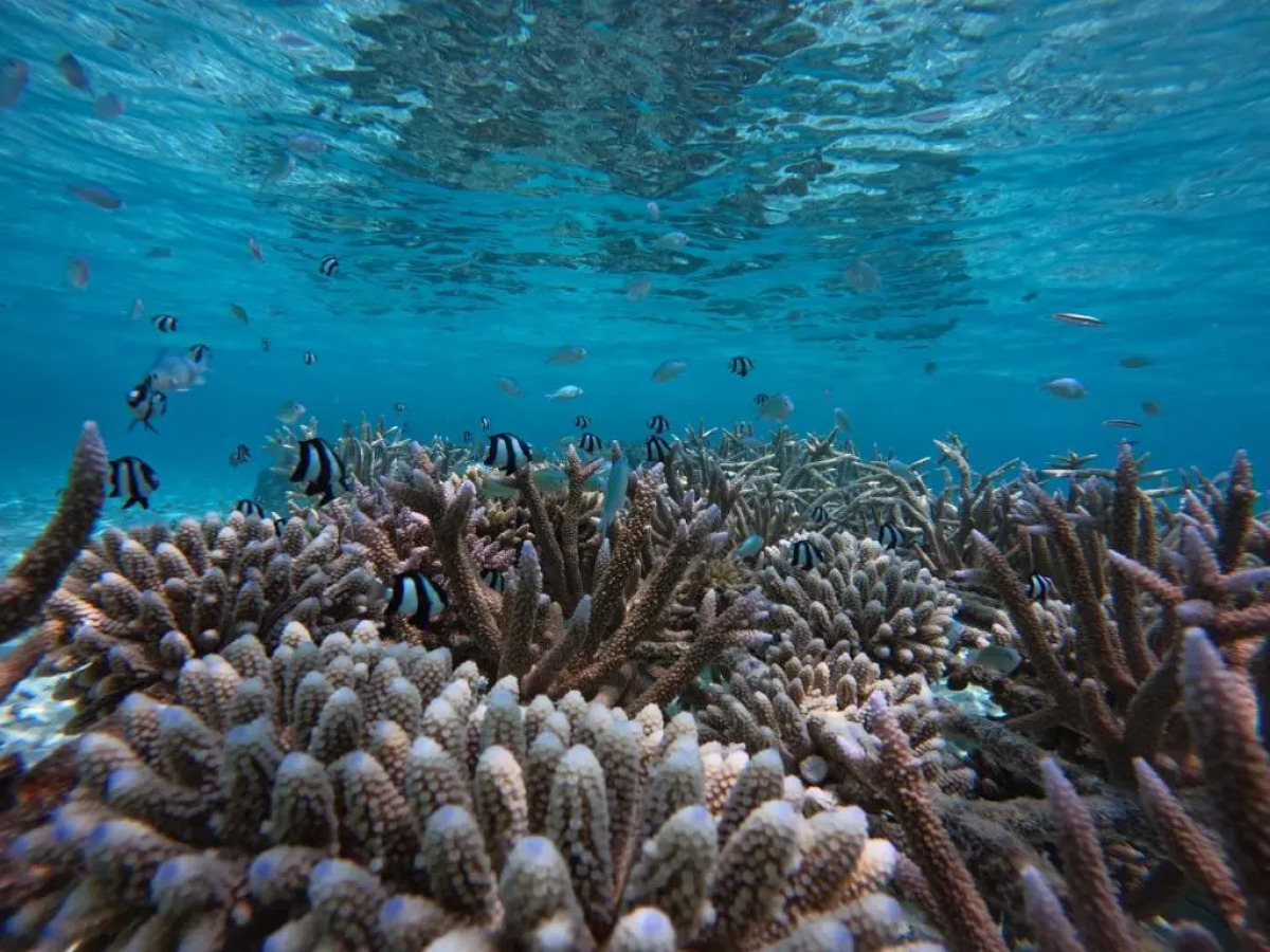 Blue Water Thoddoo Inn