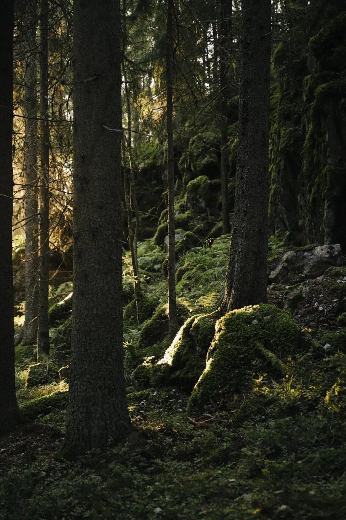 Вили Улей Карелия
