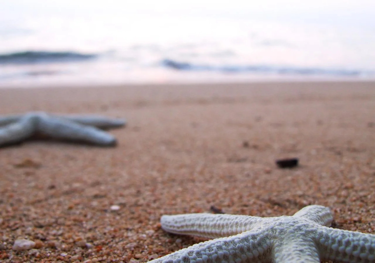 Sarita Chalet & Spa Hotel