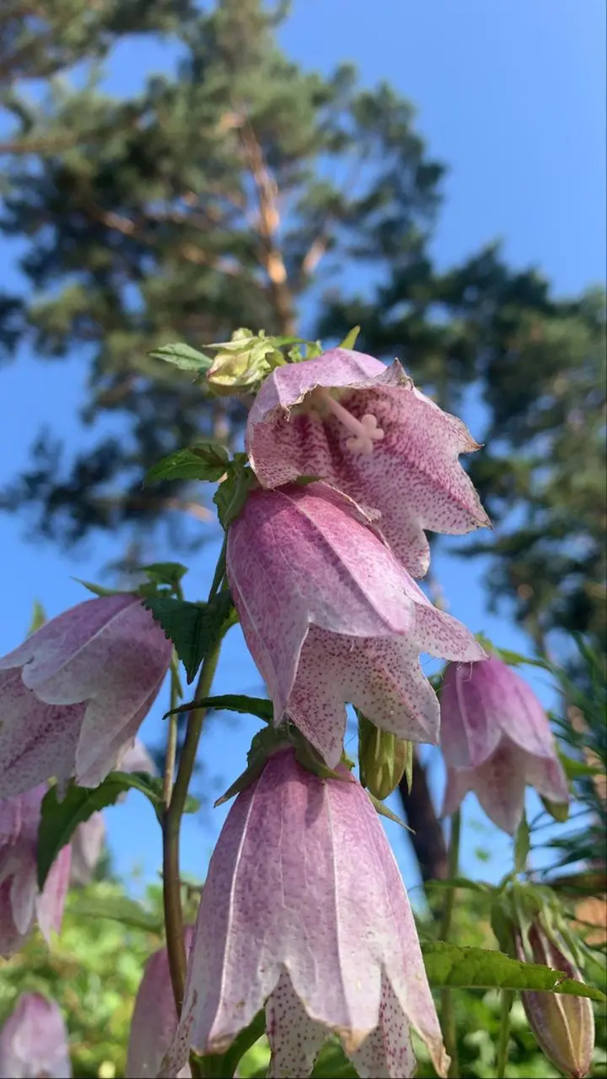 Мини-отель Подснежник