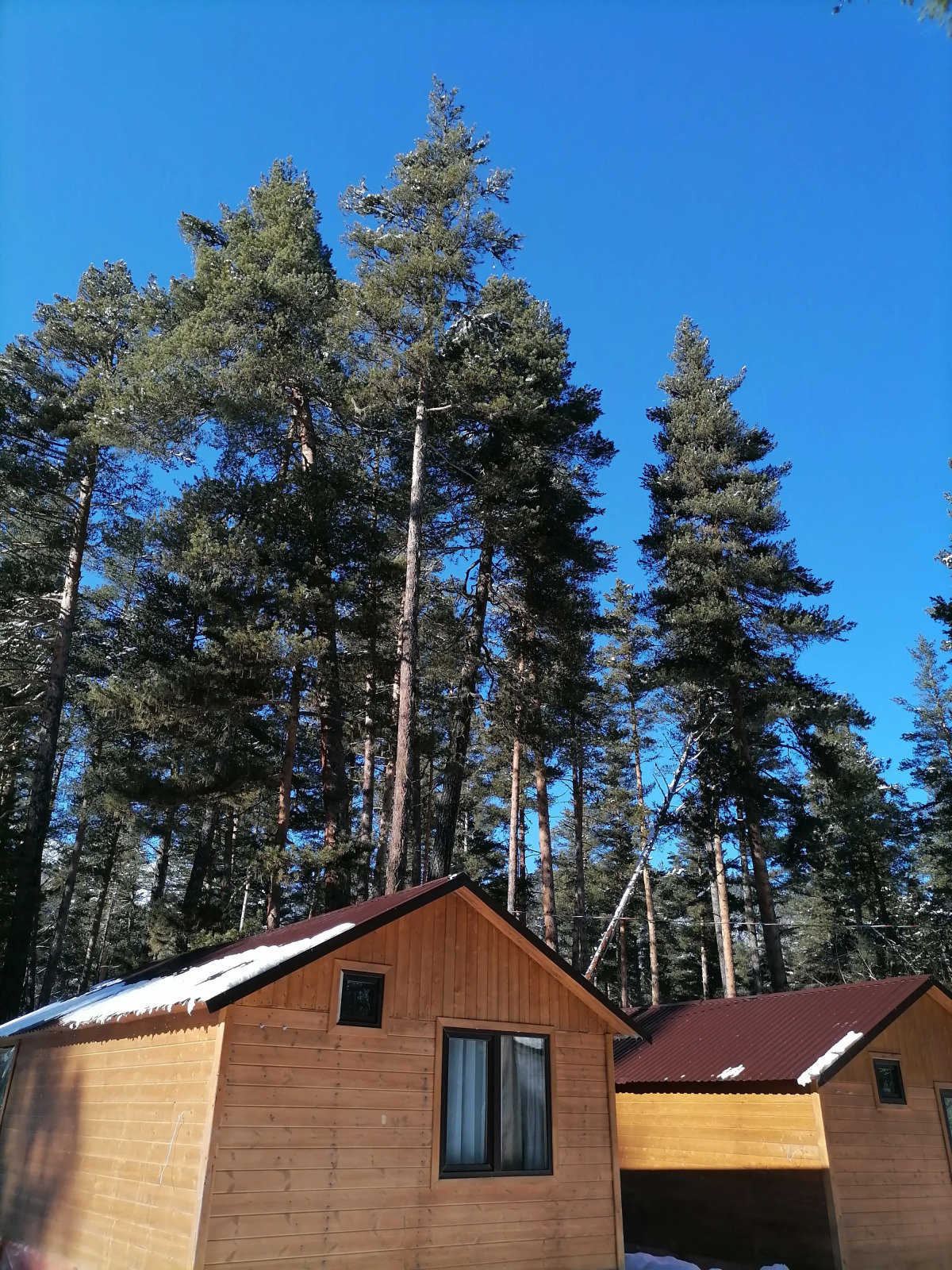 Шале Лес хрустальной песни 1