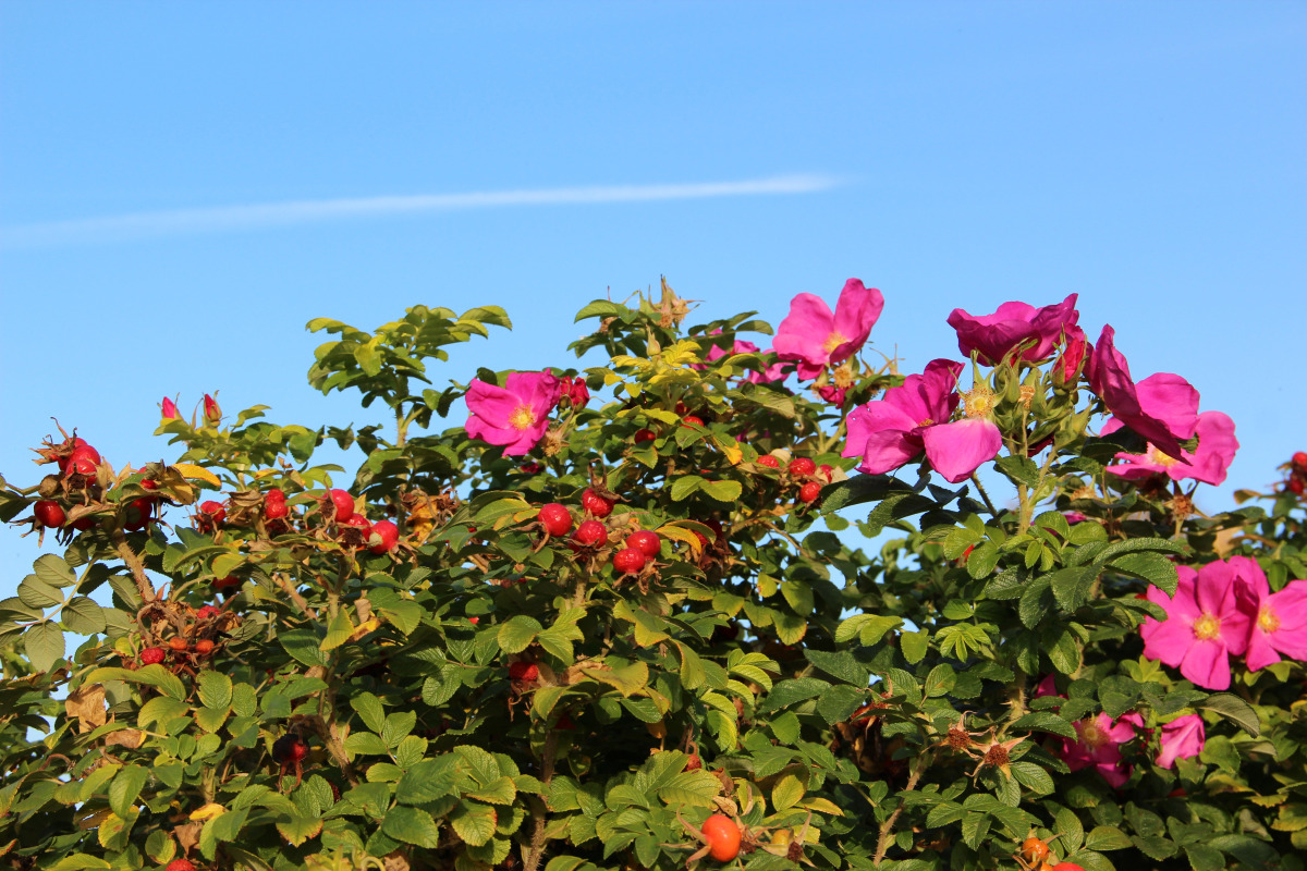 ЭКО Отель Настасьино Хуторок