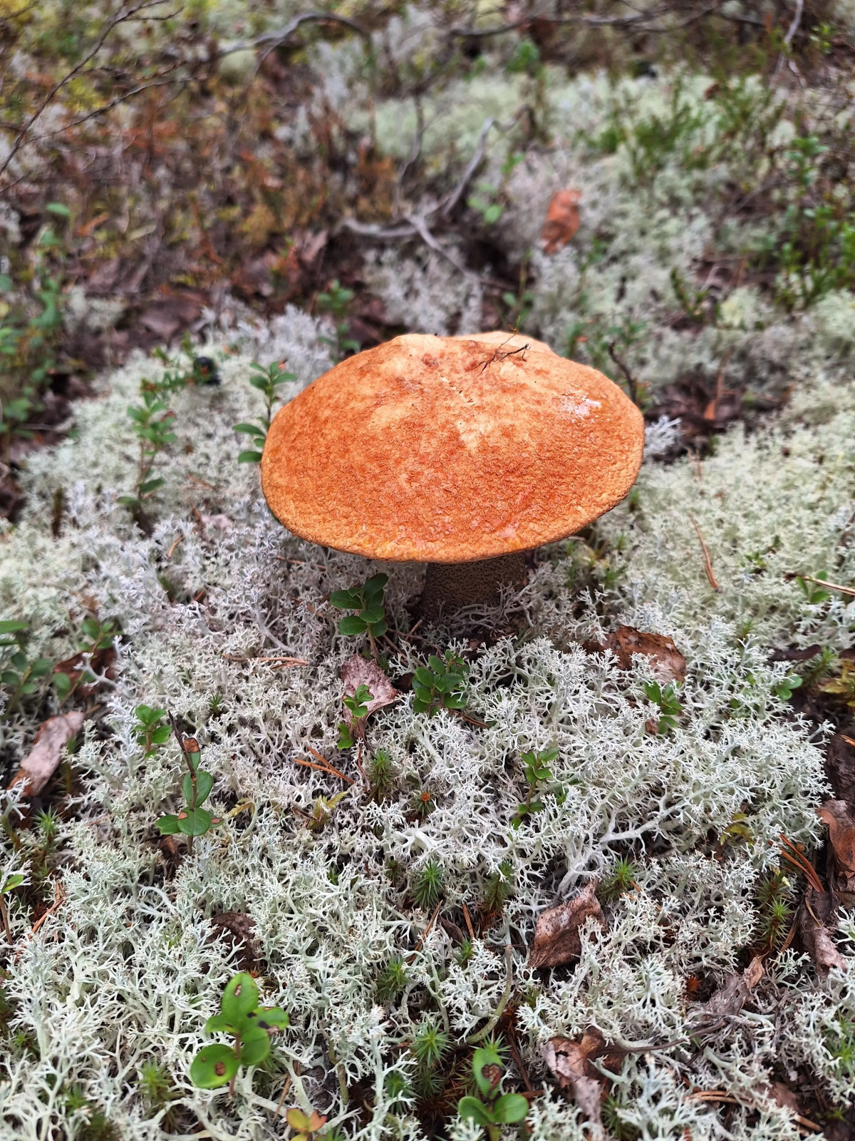 Отель Сегежа