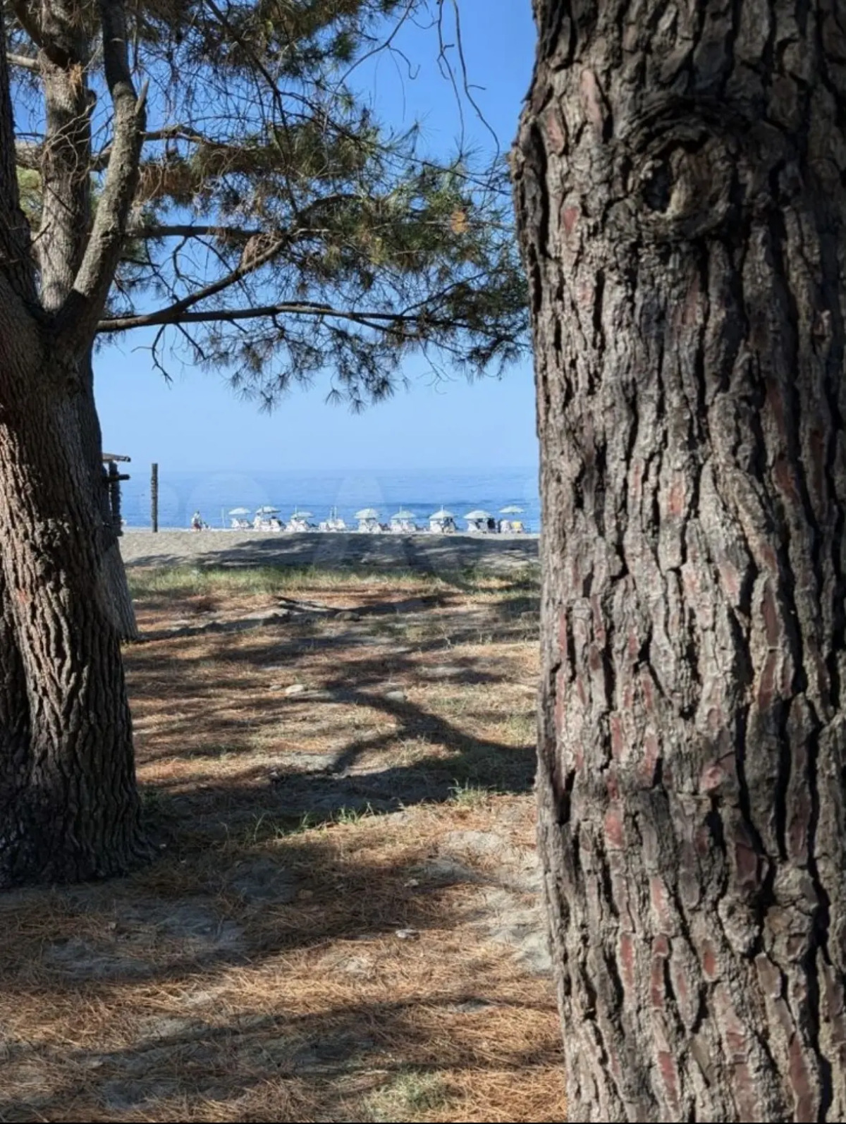 Парк-отель Кедр