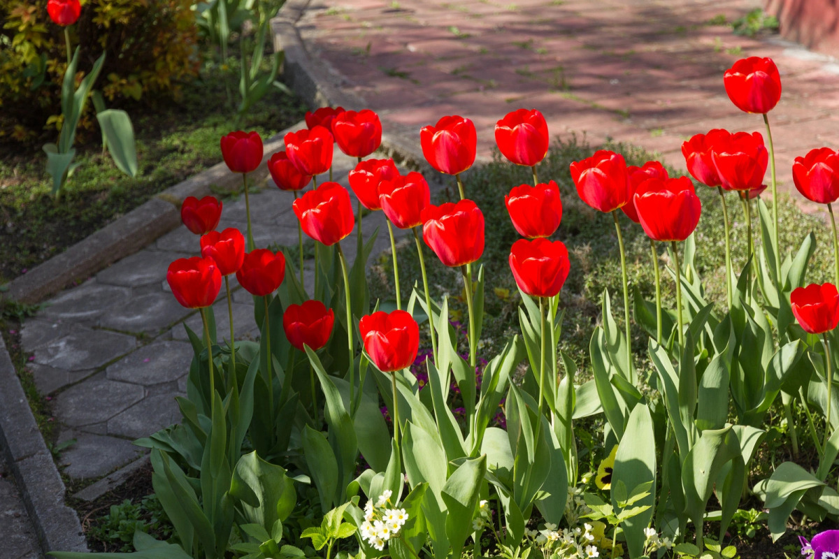 Меблированные комнаты Вилла Северин