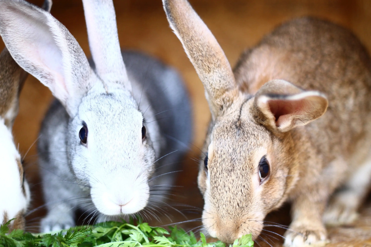 Гостевой Дом Агроусадьба NaraEcoHills