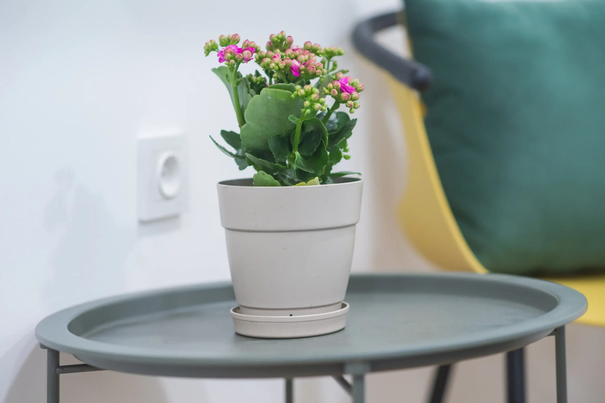 Апартаменты HB apartments Irakli Abashidze