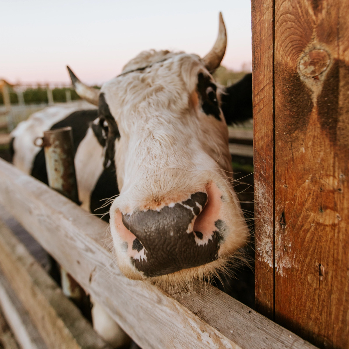База отдыха Агротуристический комплекс Эль Ранчо