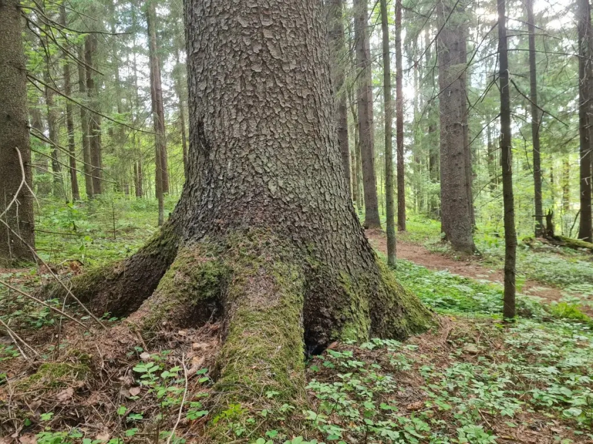 Апартаменты Валдай Пространство мечты 2