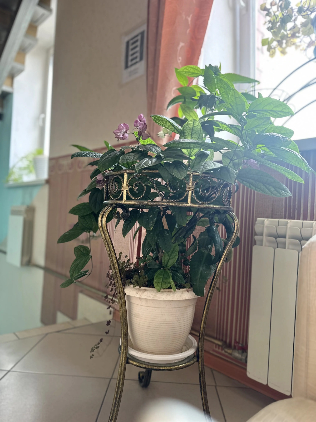 Отель Лотос