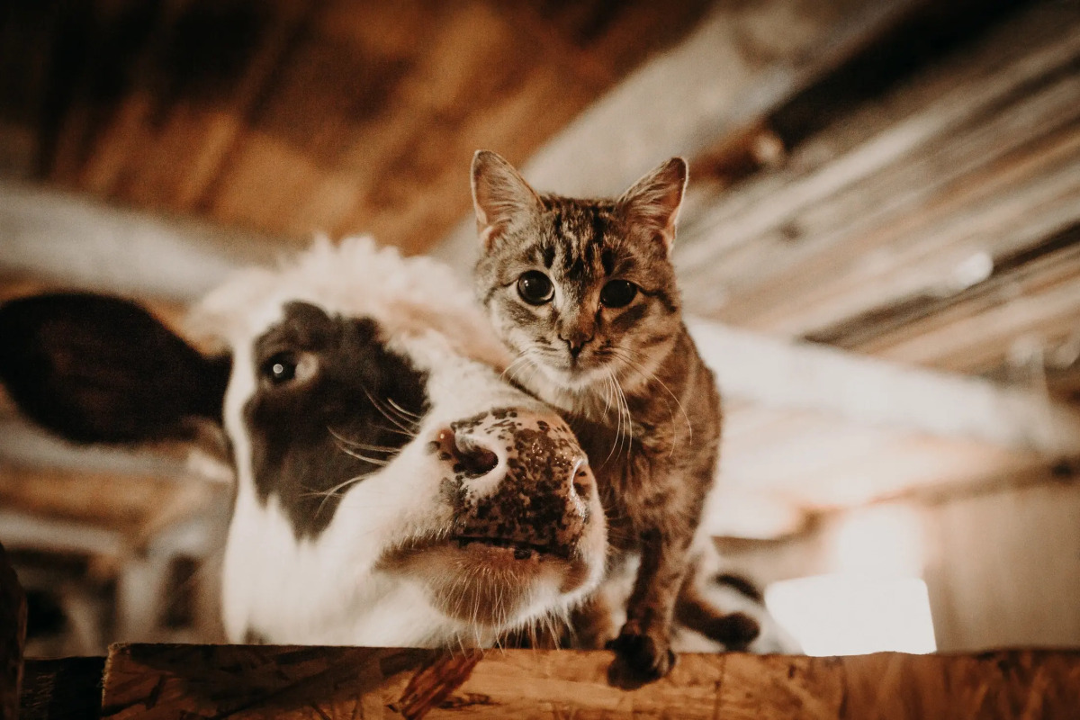 База отдыха Агротуристический комплекс Эль Ранчо