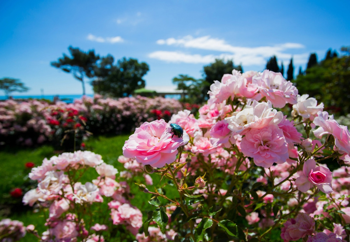 Отель Пальмира Палас