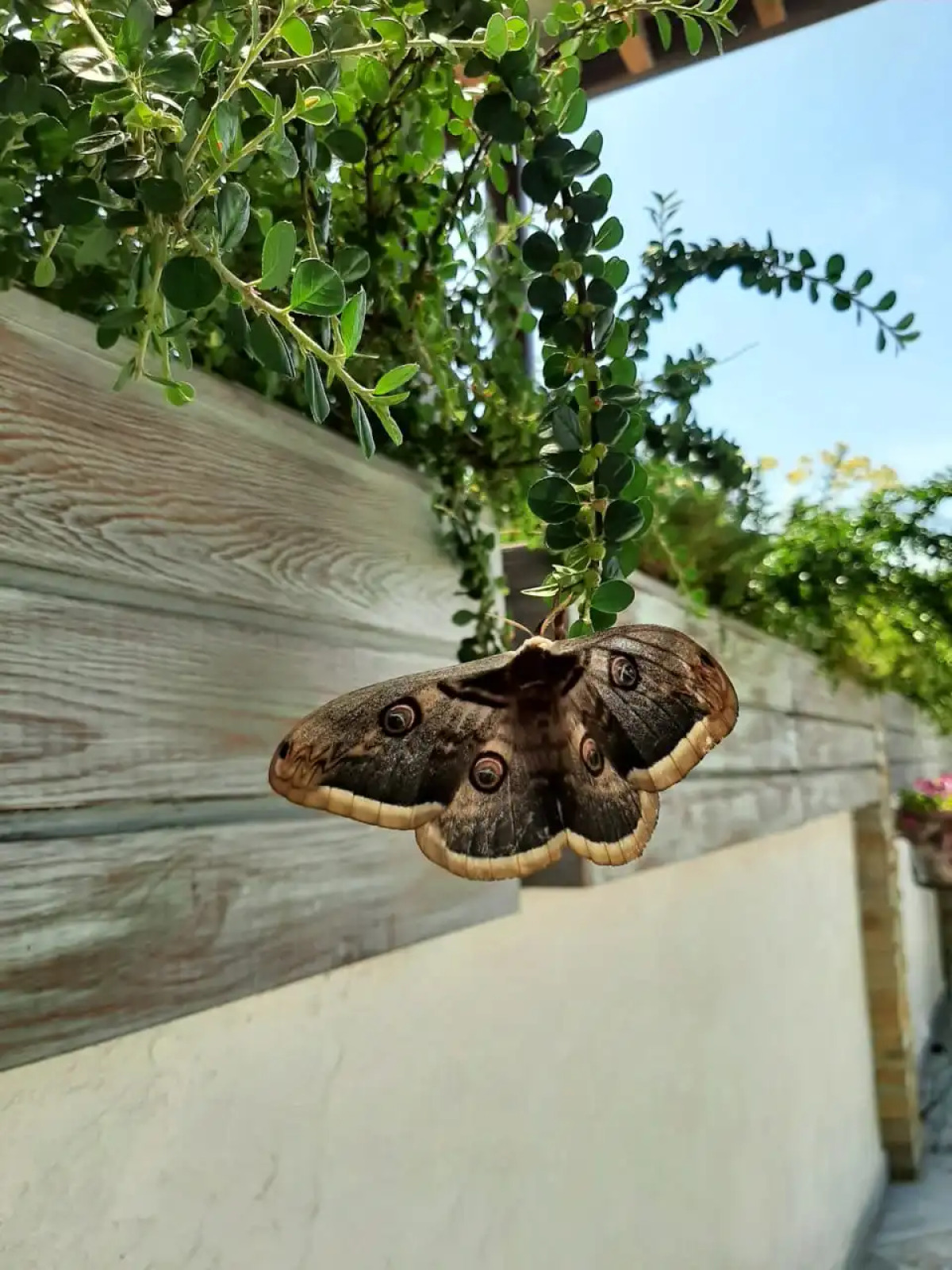 Гостевой дом В гостях у Джулии