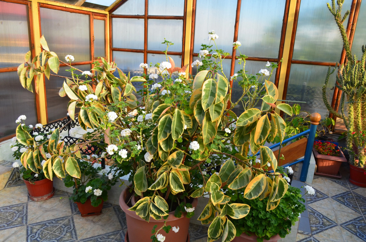 Гостевой дом Медный Всадник