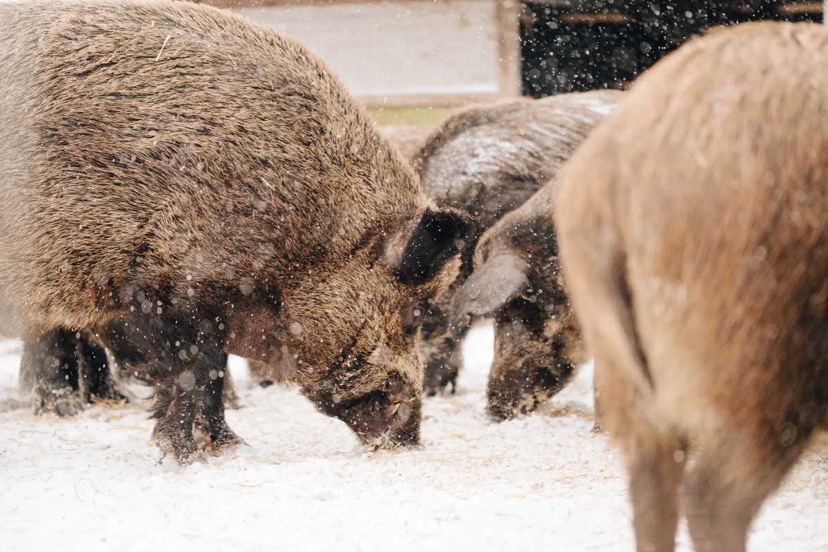 База отдыха Агротуристический комплекс Эль Ранчо