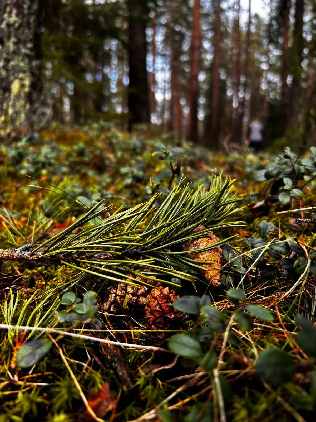 Частный дом Ладожские дюны