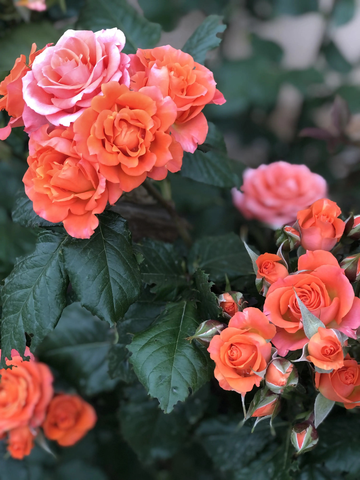 Гостевой дом Лазурный берег